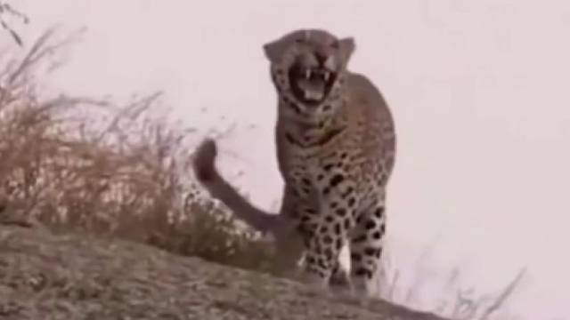 花豹：老子有仇当场就报了