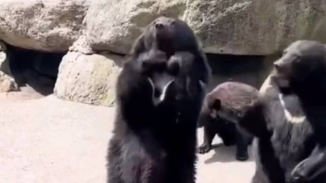 熊孩子是这么来的吧？