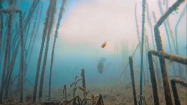 水下鱼群吃假饵