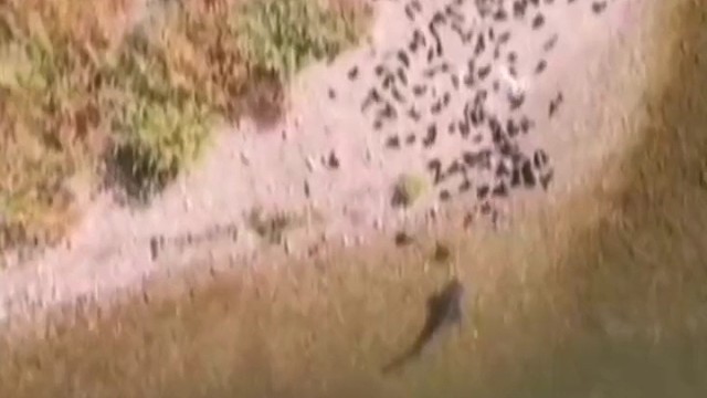 知道鲢鱼喜欢吃什么了吗