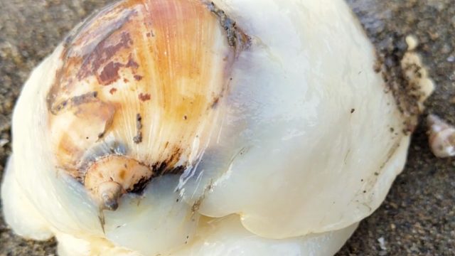 大退潮赶海，一个白白嫩嫩大黄螺卧沙里，还挖出一支大蛏王