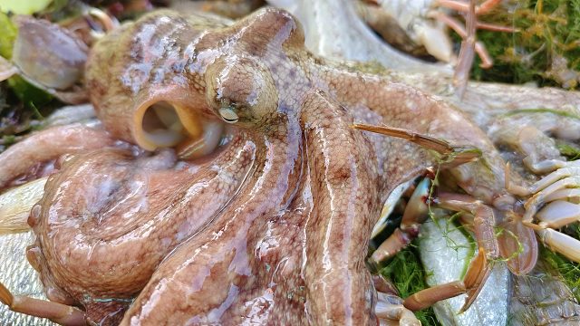 渔民的一天，出海捕鱼6小时，一筐螃蟹一箱鱼市场卖600元