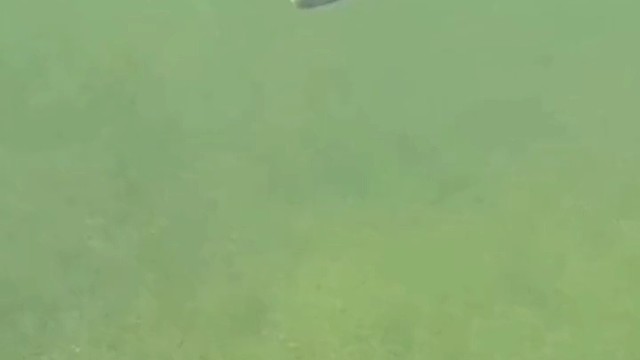 看下鱼怎么吃鱼