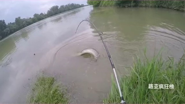 恭喜钓友又中50斤大鱼