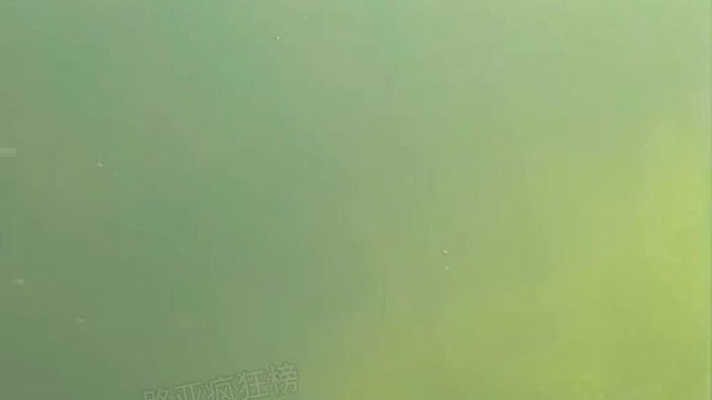 这是鱼无法抵御的诱惑