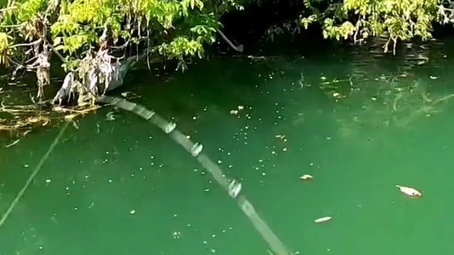 醉好玩的淡水鱼