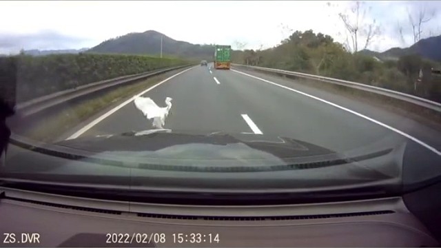 好险！高速行驶遇“不速之客”