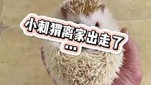 小刺猬离家出走了…
