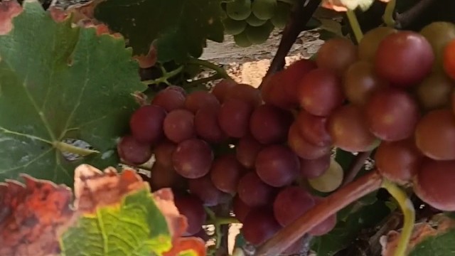 我发布了一个新视频，快来围观吧！