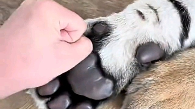 虎落境外被犬欺