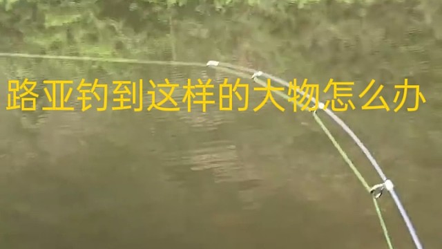 路亚钓到这样的巨物怎么办
