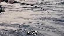 出深海钓鱼的第二天，遇到金枪鱼狂口，从晚上一直钓到天亮，太过瘾了！ (19)
