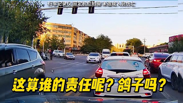 这算谁的责任呢？鸽子吗