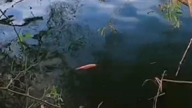 人和鱼一样狂躁