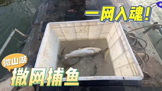 【微山湖】撒网捕鱼！马哥牛皮！