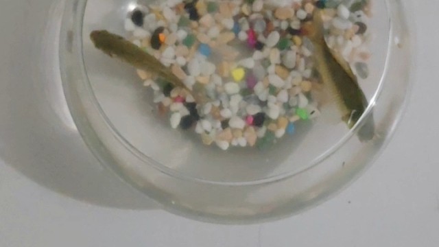 顶着36度晒一天熬了一夜吃一顿饭花了快两百买的鱼饵就钓了这些鱼崽子又20买个鱼缸快乐没了