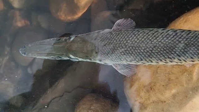 怪鱼又该何去何从？