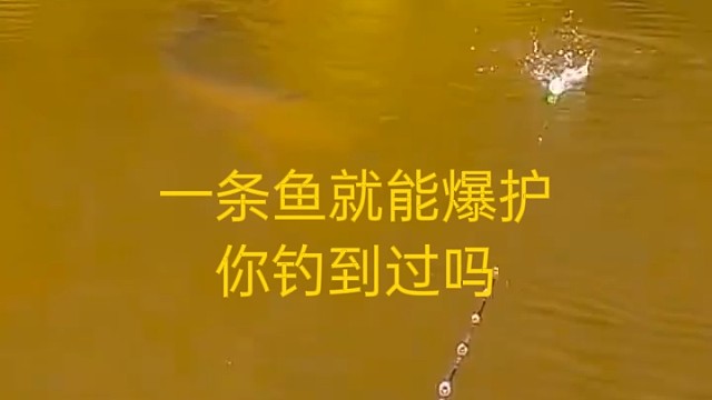 一条鱼就能爆护，你钓到过吗