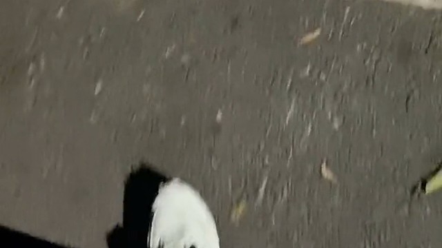 第一次听到蜈蚣叫，确实吓人