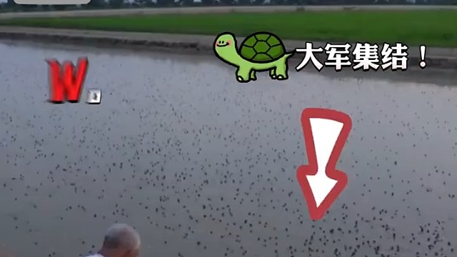 龟儿们集合吃饭