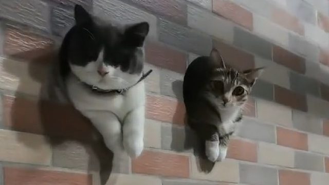 墙上长猫了.....