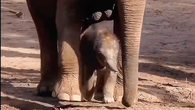 有些动物出生就自带大房子，刚会走路的小象总喜欢躲在妈妈的身体下，安全感十足