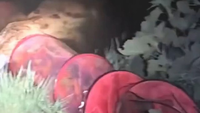 夜钓鱼护被鳄鱼抢了