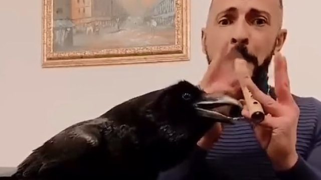 大哥被一只乌鸦尾随回家，喂养后发现她竟然会各种才艺