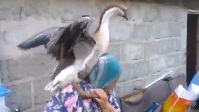 一只大鹅想要让它的主人带她出去玩耍，但奶奶似乎并不想出去，于是.......