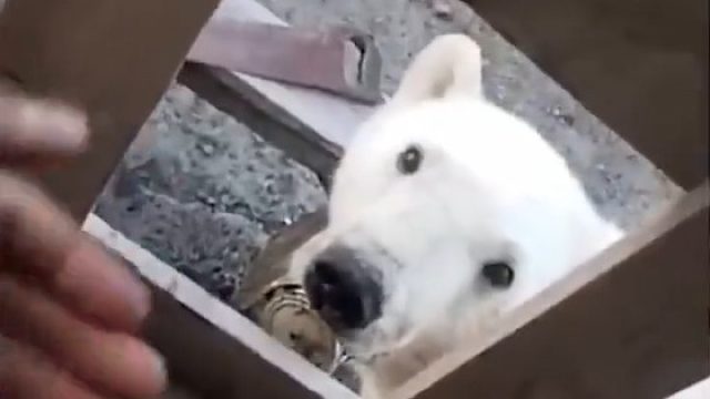 一只北极熊因为自己的舌头被罐头夹住跑来向人类求助