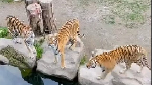 一只狗与四只老虎。