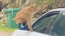 小猴子爬上后视镜找人类要食物，没想到车主会这么做，太过分了！