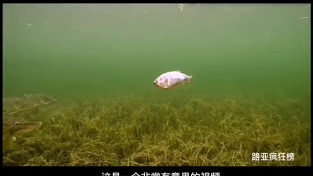 怎么骗鱼上钩，水下观察