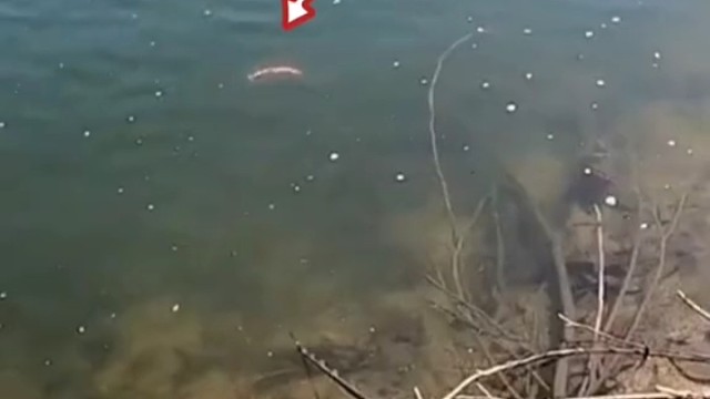 鱼不咬钩，就用这招