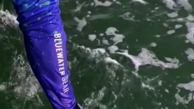 这是什么鱼，有见过的吗