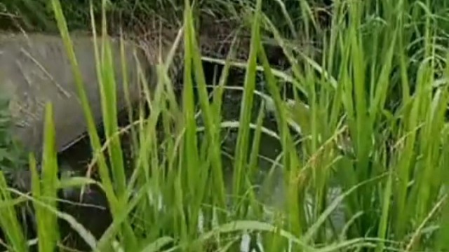 这都有这么大条的鱼