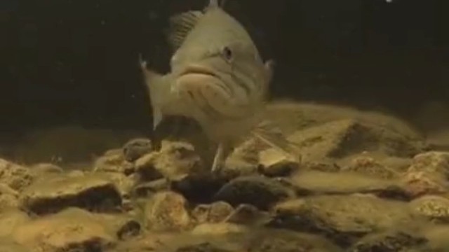 近距离看鱼上钩