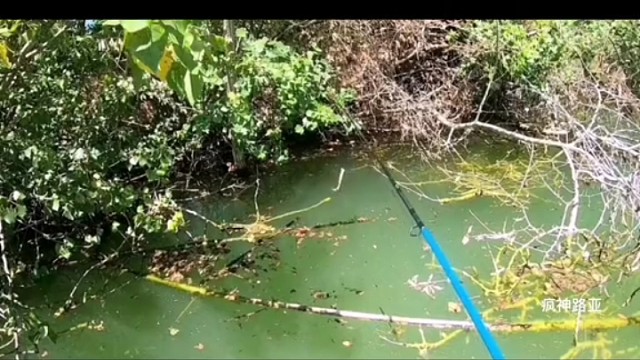 鲢鱼发狂就像水里扔了个炸弹