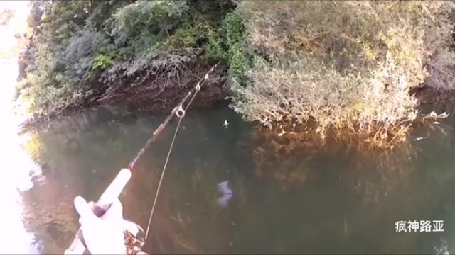 你们看这鱼傻吗？