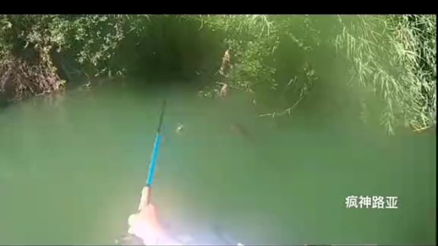 这鱼看着就知道力气不小