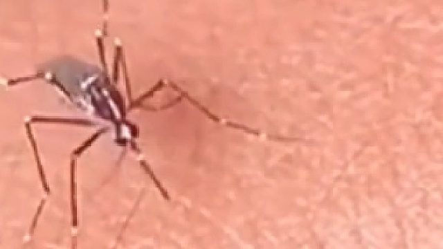 吸管顶弯了。你这是捋直