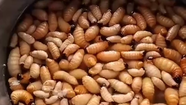 谁知道这是什么吗？能不能吃