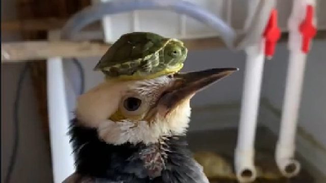 养鱼的第65天，我是眼花了吗？这乌龟会飞？