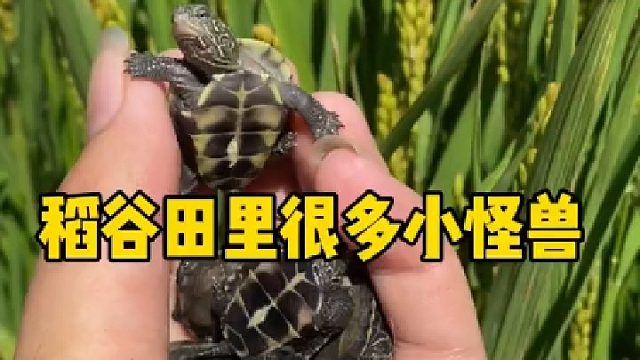 稻田谷里有很多小怪兽