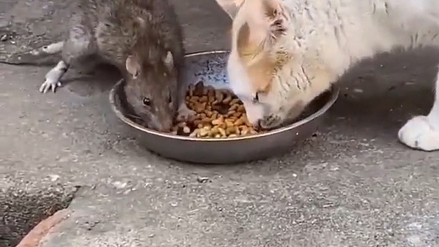 猫:老公，这是你点的外卖?可以炒两盘荤菜！