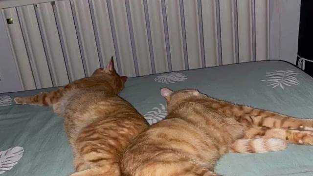 这年头，猫猫都两只，我却还是一个人