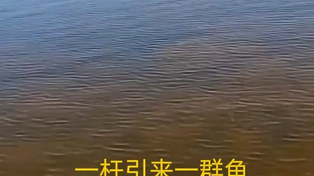 一杆引来一群鱼