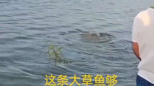这条大草鱼够钓鱼人吹一年了