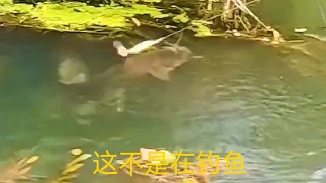 这不是在钓鱼，你这是在玩鱼