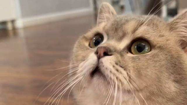 腿的长度决定安全范围